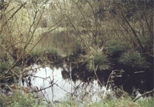 Lagos de Silva