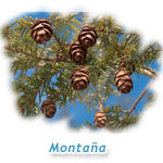 Monta&ntilde;a